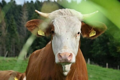Kuh auf Wiese