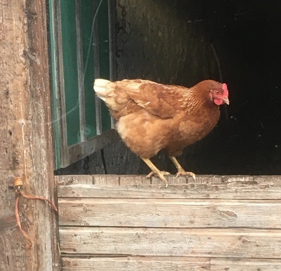 Huhn